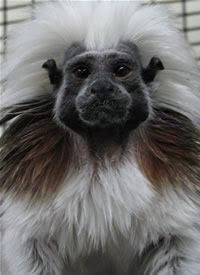 Cotton Top Tamarins